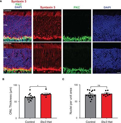 Syntaxin 3 is haplosufficient for long-term photoreceptor survival in the mouse retina